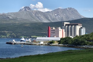 Plant in fjord